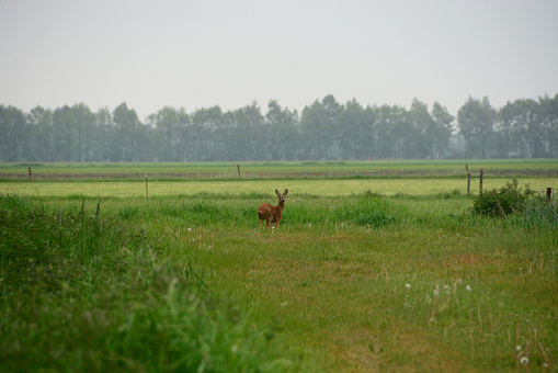 Landscape by dawn: Single Doe deer looking up. Standing in a Landscape of Drenthe..