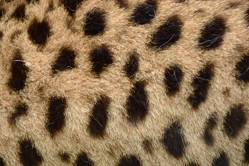 Full frame and close-up picture of the cheeta fur with spots.