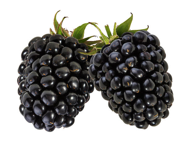 istock Blackberry isolated on white background with clipping path 1217561686