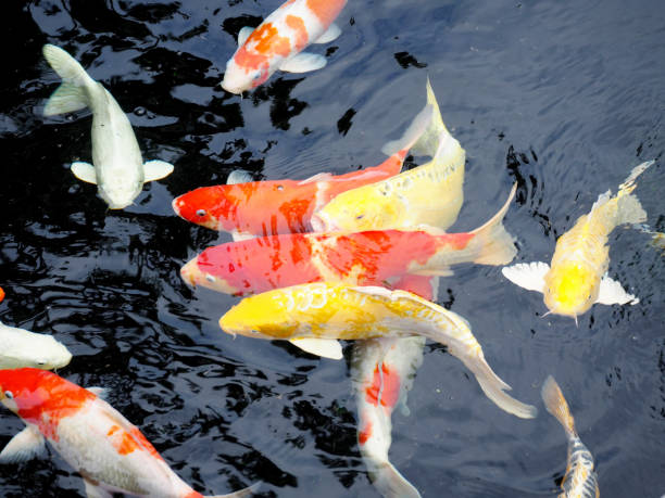 istock cyprinus carpio linn or Fancy carp in pond 1217562884