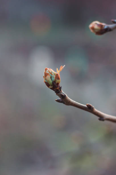 istock Buds on a branch of a pear 1217563207