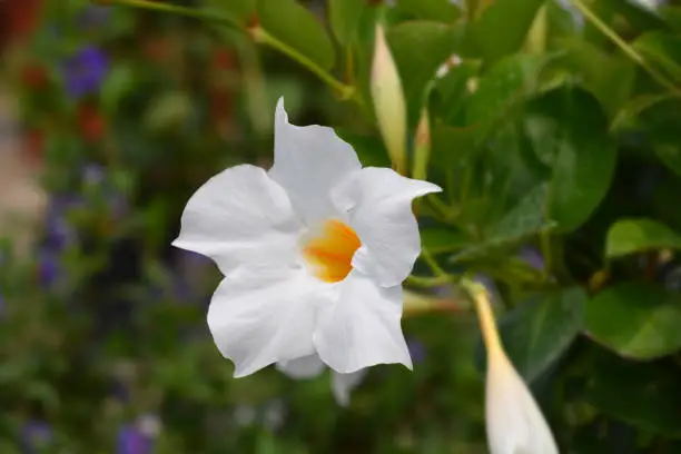 Mandevilla Sundaville White flower - Latin name - Mandevilla (Dipladenia) Sundaville