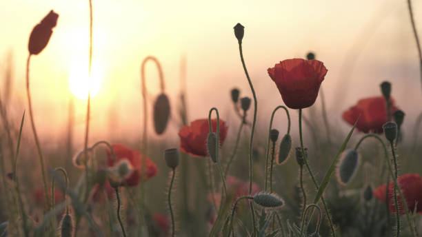 istock Spring meadow with red poppies at sunrise. Beautiful natural spring background 1217563755