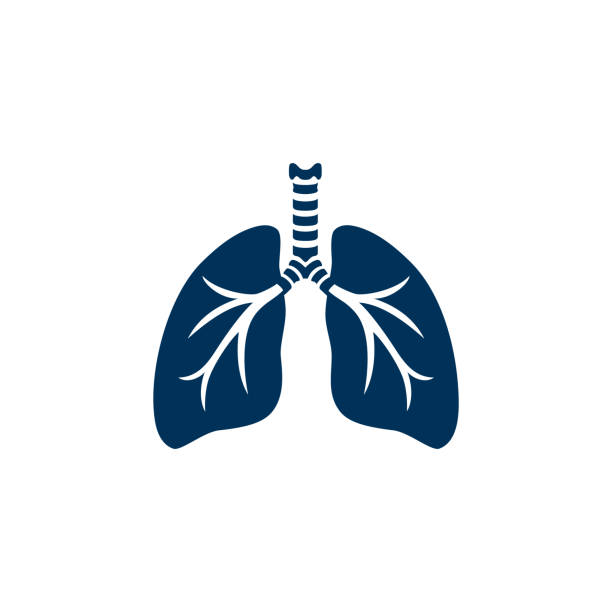 ilustraciones, imágenes clip art, dibujos animados e iconos de stock de silueta de los pulmones humanos - human trachea