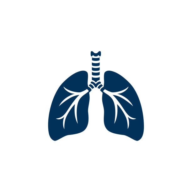 ilustraciones, imágenes clip art, dibujos animados e iconos de stock de silueta de los pulmones humanos - tráquea vía respiratoria