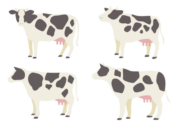 Simple illustration set of cow Simple illustration set of cow year of the ox stock illustrations