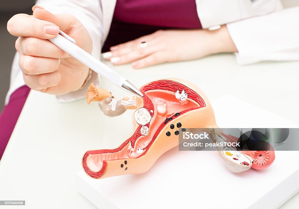 Gynecologist showing uterine structure on a uterus model. Uterus model on gynecologist's desk close-up Gynecologist Stock Photo