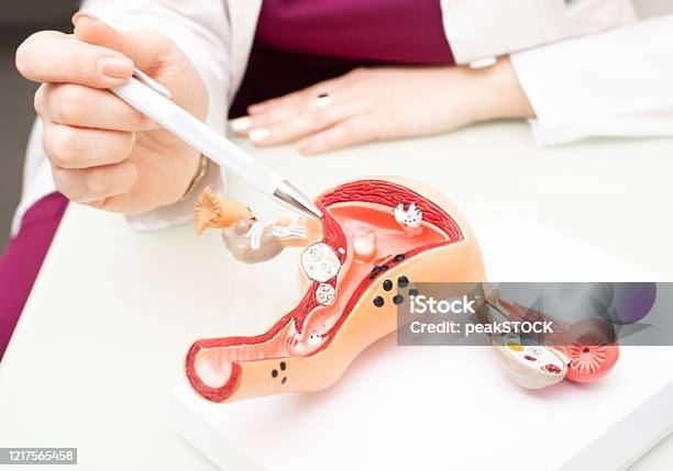 Gynecologist Showing Uterine Structure On A Uterus Model Uterus Model On Gynecologists Desk Closeup Stock Photo - Download Image Now