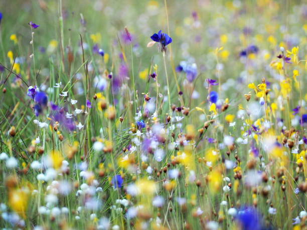 istock Beautiful grass flower in the field 1217565632
