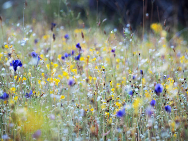 istock Beautiful grass flower in the field 1217566169