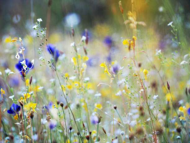 istock Beautiful grass flower in the field 1217566178