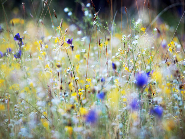 istock Beautiful grass flower in the field 1217566190