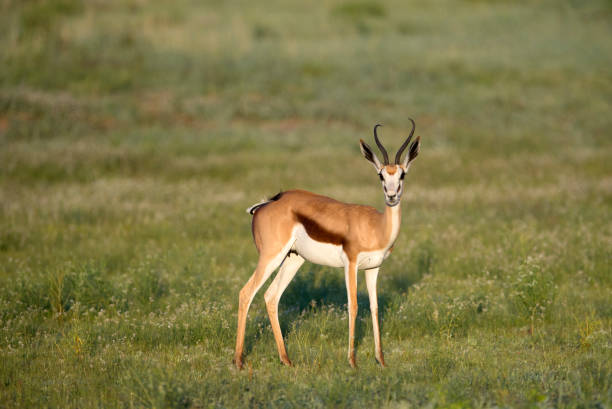 istock Springbok, Kalahari desert. 1217566527