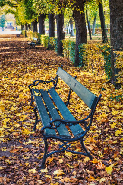 istock Bench surrounded by colorful autumn foliage 1217568738