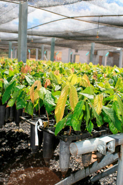 viveiro de mudas de cacau na bahia - cocoa cocoa bean chocolate brazil - fotografias e filmes do acervo