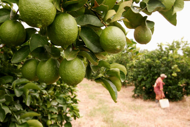 colheita de limão no sul da bahia - tangerine citrus fruit organic orange - fotografias e filmes do acervo