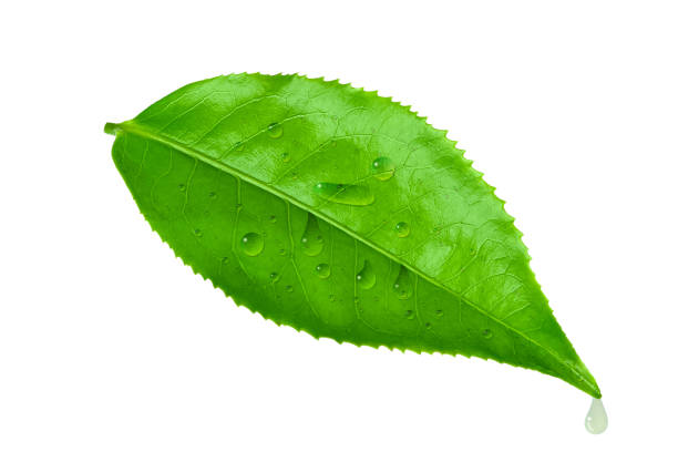 istock Green tea leaf with water dripping isolated on white. 1217569842
