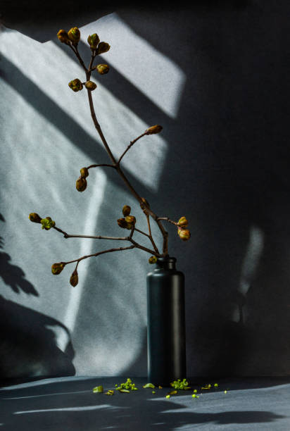 istock still life black vase and maple branch with buds on a black background in bright rays 1217570006