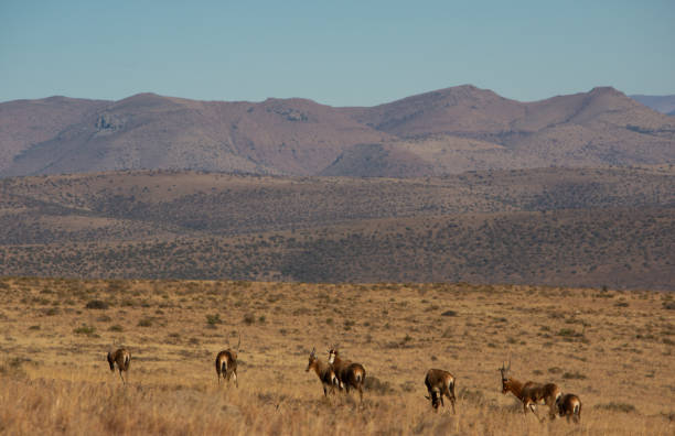 herd of blesbok with mountains in background landscape image from Mountain Zebra National Park