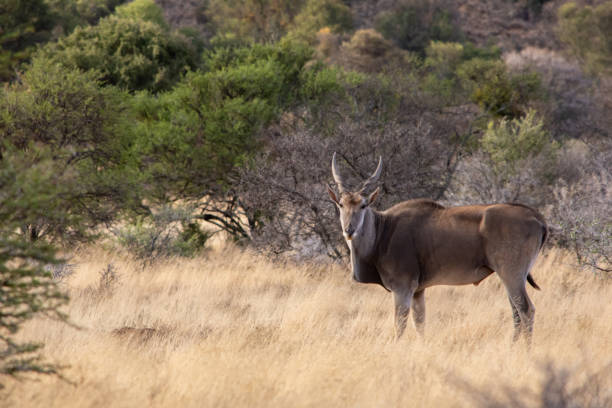 istock eland standing and with head turned toward viewer 1217572978