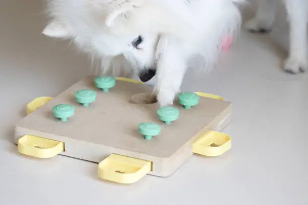 Dog playing Intellectual game. Training game for dogs.