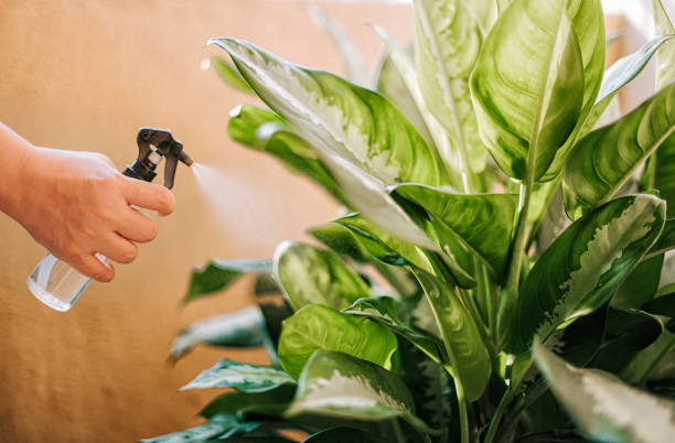 a human hand spray on dumbcane leave in the evening indoor at balcony using a spray bottle watering the plant a human hand spray on dumbcane leave in the evening indoor at balcony using a spray bottle watering the plant Dieffenbachia stock pictures, royalty-free photos & images