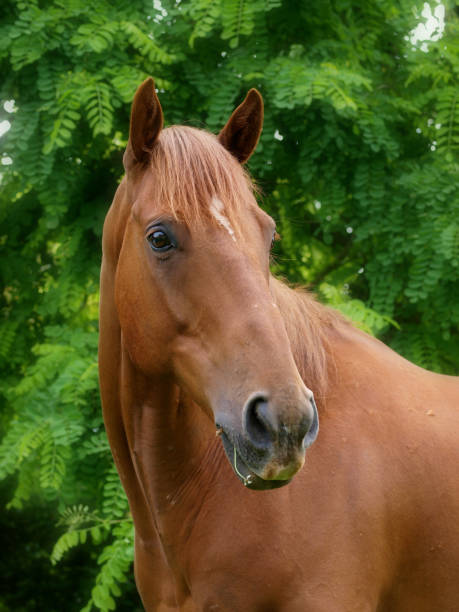 istock Older Horse Head Shot 1217575335