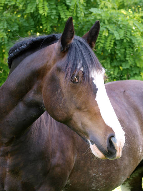 istock Shire Horse Head Shot 1217575348