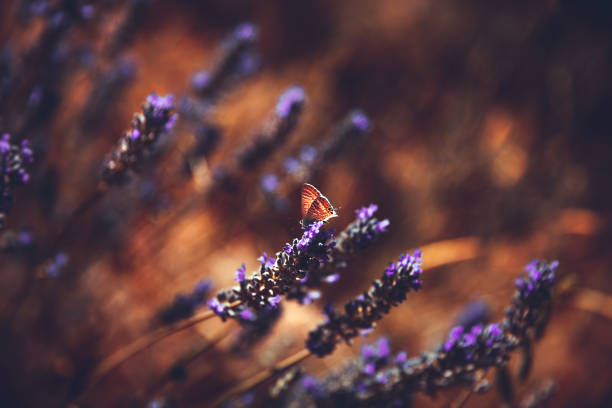 Floral grunge background, beautiful little purple tender flowers, amazing beauty of fresh lavender flower field, nice floral wallpaper