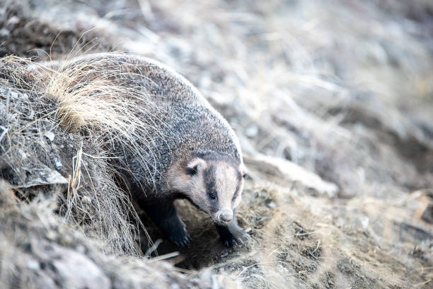 istock Badger in the field in early spring. Russia. 1217576136