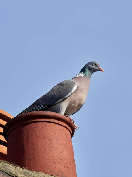 istock Woodpigeon on the chimney pot 1217576249