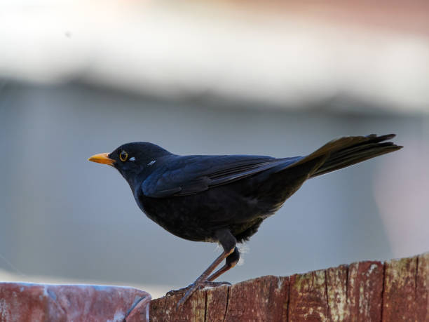istock Blackbird in the garden 1217576252