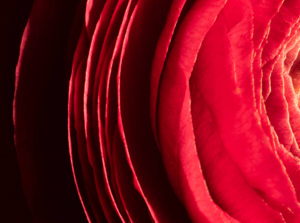 Poppy in macro