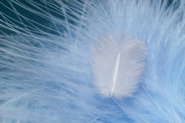istock Close up Beautiful white trends bird  feather on a blue feather pattern texture background. Macro photography view. 1217576523