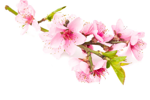 istock peach flowers isolated on white background. spring flowers. 1217577676