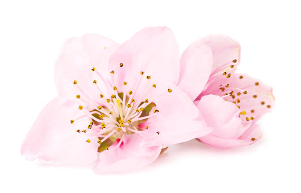 istock peach flowers isolated on white background. spring flowers. 1217577736