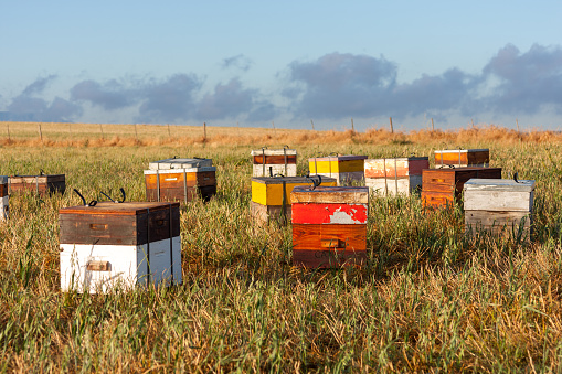 Early morning beehives clustered in a farmer's field