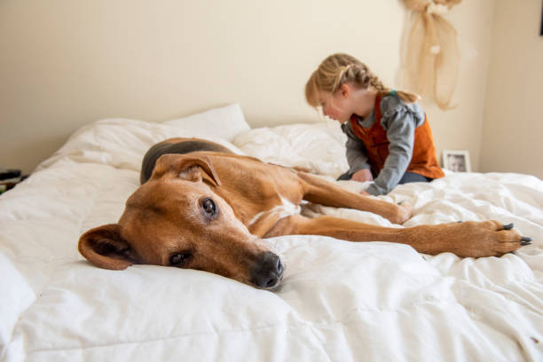 istock Family and pets. 1217579592