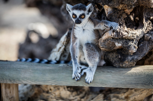 Lemur of Madagascar