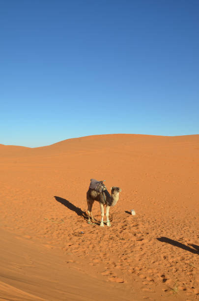 istock Camel at Merzouga west sahara dunes during day time. 1217580825