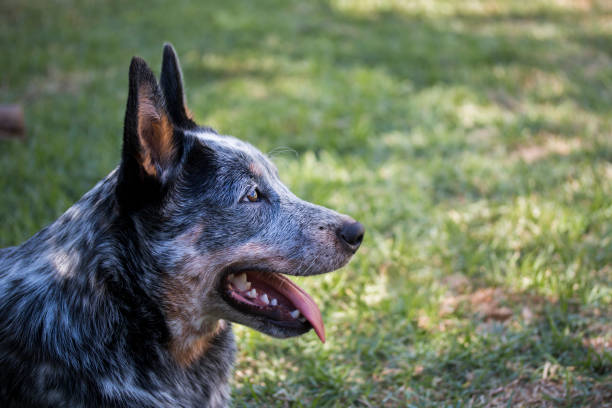 istock Young Australian Cattle Dog (Blue Heeler) closeup 1217581690