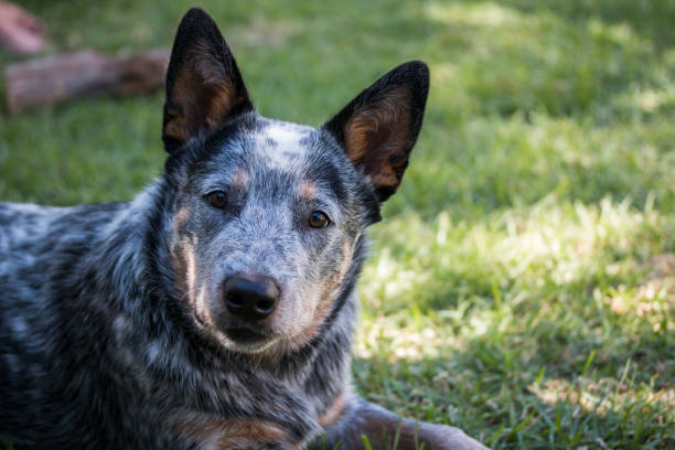istock Young Australian Cattle Dog (Blue Heeler) closeup portrait 1217582046