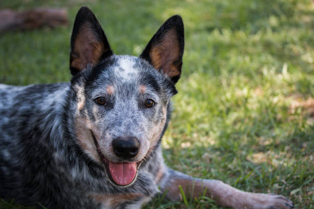 istock Young Australian Cattle Dog (Blue Heeler) closeup portrait 1217582223