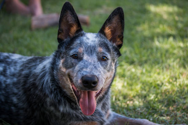 istock Young Australian Cattle Dog (Blue Heeler) closeup 1217582253
