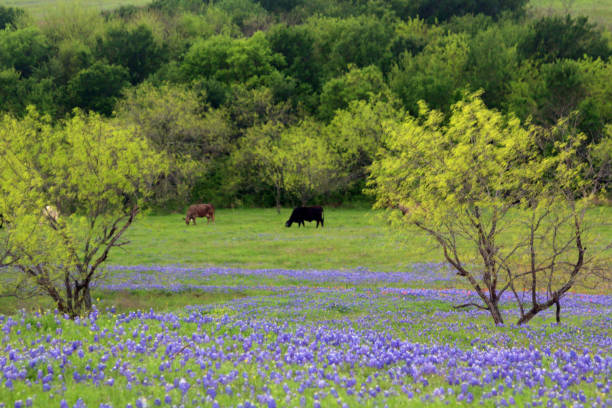 istock Cows in a pasture with bluebonnet flowers 1217582675