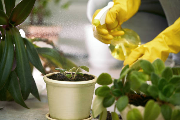 istock gardener spraying plants' leaves 1217582756