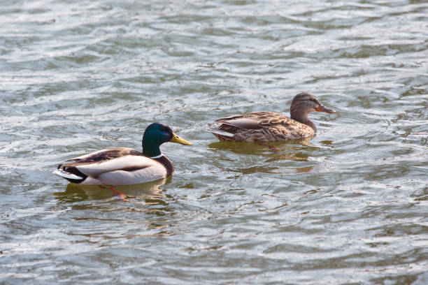 istock ducks swimming in the water 1217582969