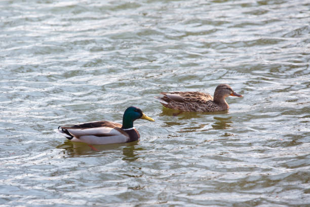 istock ducks swimming in the water 1217582974