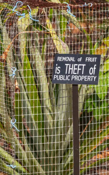 Cautionary sign posted by tropical plant surrounded by wire fence in botanical garden: "Removal of fruit is theft of public property"