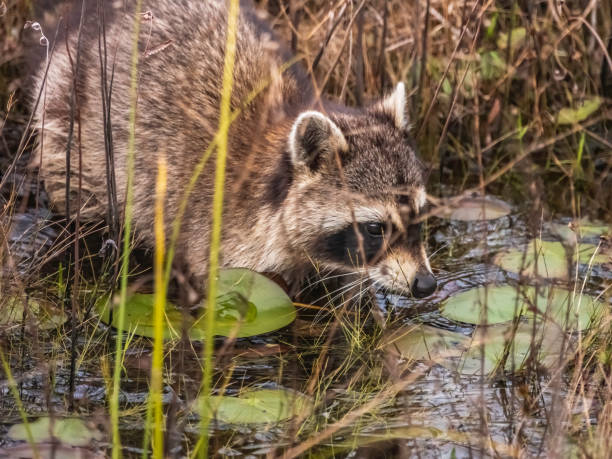 istock Wild raccoon in swampland 1217584805